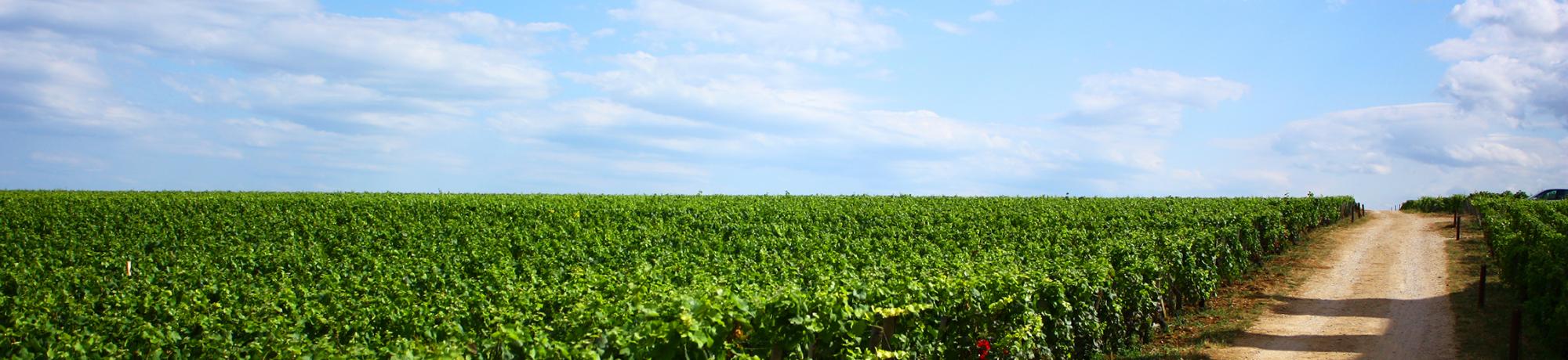 Header Image, Study Abroad in Viticulture and Enology