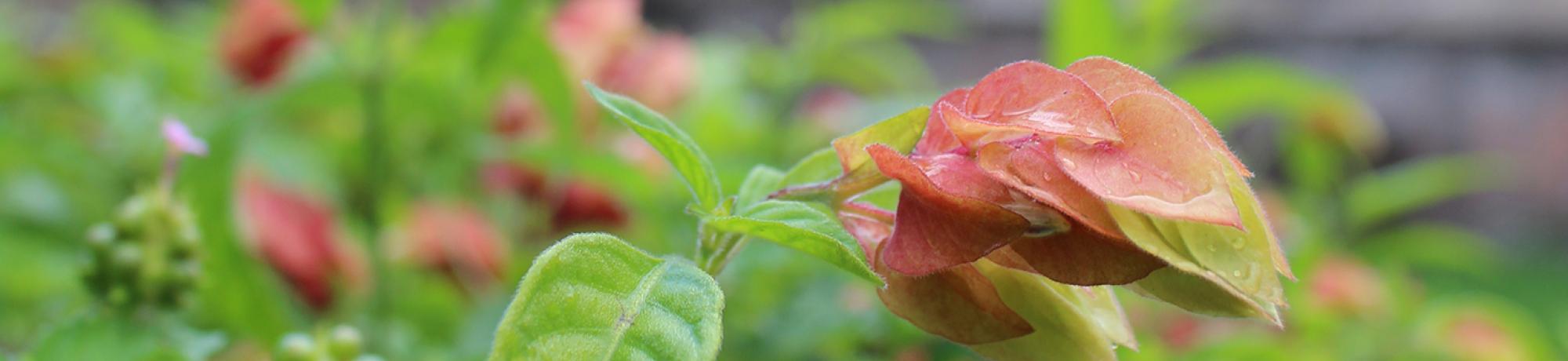 Header Image, Study Abroad in Plant Biology