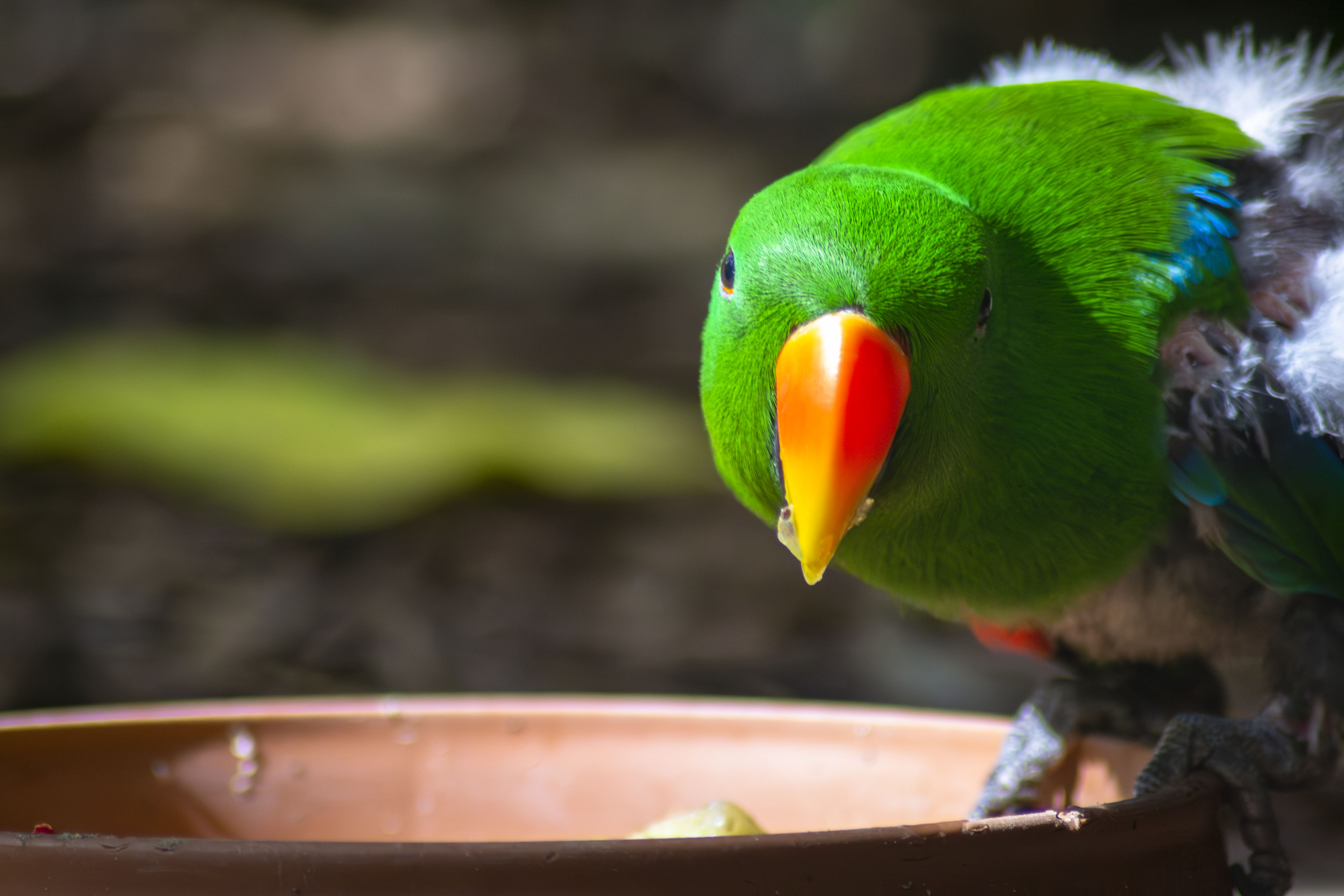 A parrot starring head-on at the camera--green feathers and orange/yellow beak.