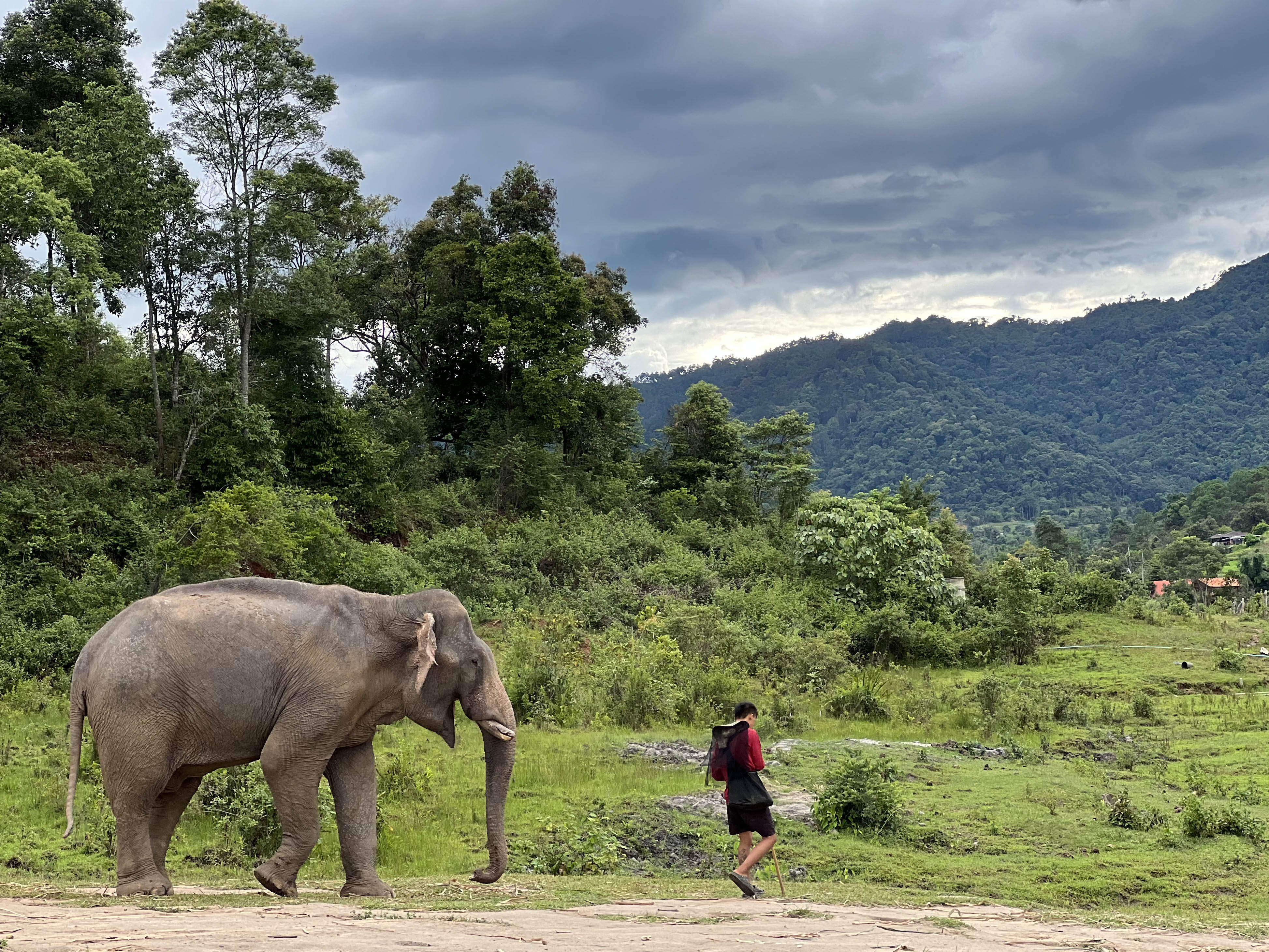 An elephant walks alongside his handler at this pastoral sanctuary nestled in the rugged hills outside Doi Inthanon National Park.