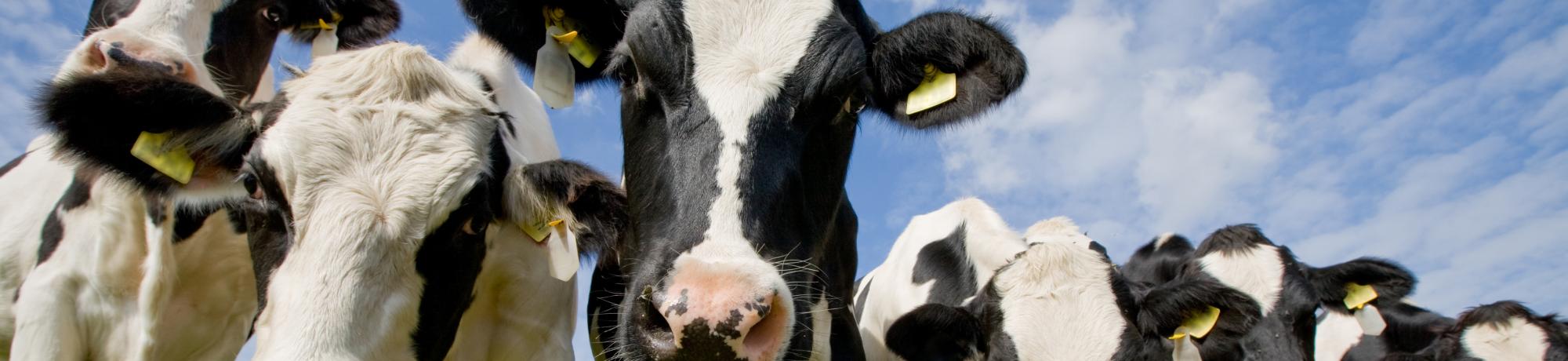 photos of cows staring straight into the camera