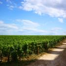 Header Image, Study Abroad in Viticulture and Enology