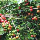 Header Image, Study Abroad in Sustainable Agriculture and Food Systems