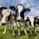 Header Image, Study Abroad in Animal Biology