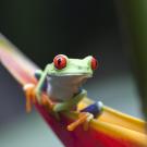 Study Abroad in Cell Biology, Header Image