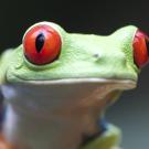 UC Davis Study Abroad, Summer Internship Abroad Costa Rica, Ag Science & Sustainability Program, Header Image, Courses Page