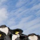 Header Image, Study Abroad in Animal Science and Management