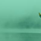 Header Image, Virtual Summer Internships