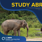 A promotional graphic for UC Davis Global Learning Hub encouraging students to 'Study Abroad in 2025.' The top half of the image features bold yellow and white text against a dark blue background. The lower portion shows a person walking beside an elephant in a grassy, forested area. The UC Davis Global Learning Hub logo appears in the bottom left corner. The overall design includes curving borders and stylized yellow accents.
