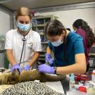 Two veterinary students, wearing gloves and surgical masks, carefully administer medical care to an animal lying on a treatment table in a clinical setting. One student, in a white shirt with a 'Rescue Center' logo, uses a stethoscope, while the other student, in a blue-green scrub top, holds a syringe. The animal's leg is bandaged and attached to an IV. The background shows medical equipment and supplies.