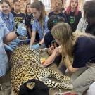 A group of veterinary students and professionals, some wearing scrubs and others in casual attire, gather around a sedated leopard lying on an examination table. One student holds a syringe, while others examine the animal and monitor its vital signs. The leopard is connected to medical devices, including a blood pressure monitor and anesthesia equipment. Various medical supplies are scattered on the table.