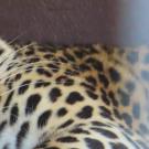 A close-up view of a leopard sleeping peacefully, its head resting on its front paws. The leopard's golden fur is covered in dark rosettes, with its face partially visible, eyes closed, and whiskers resting softly. The overall scene conveys a sense of calm and tranquility.