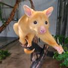A bright yellow possum, with large round eyes and pink nose, clings to a branch in an indoor enclosure. The possum’s extended front paw reaches out toward the camera, giving an up-close perspective of its face and inquisitive expression. The background features leafy branches and metal walls.