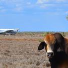 Photo of a cow with a water tower in the background