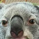 A close up photo of a koala between two tree trunks.