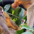 Image of monkeys in the wild.