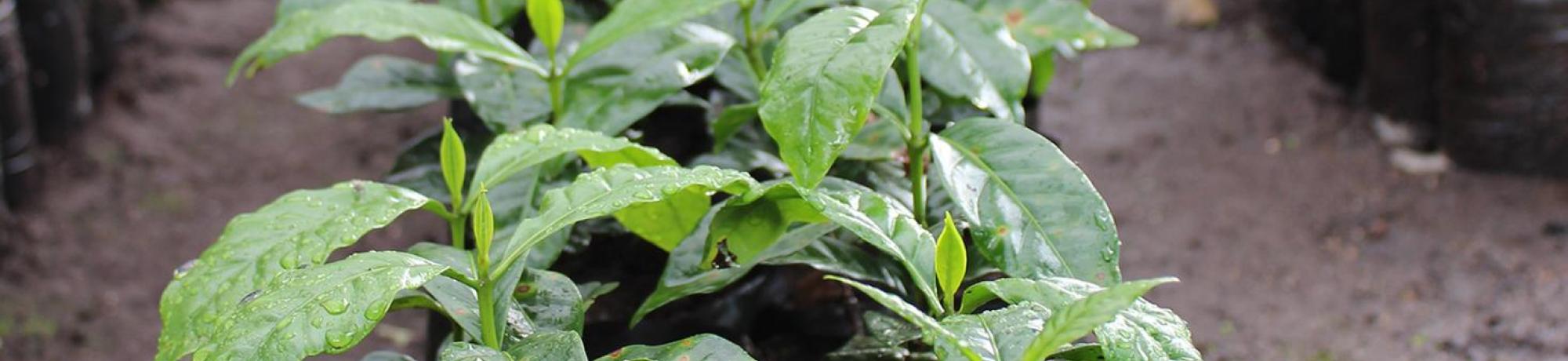 Header Image, Study Abroad in International Agricultural Development