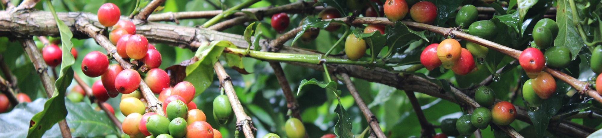 Header Image, Study Abroad in Sustainable Agriculture and Food Systems
