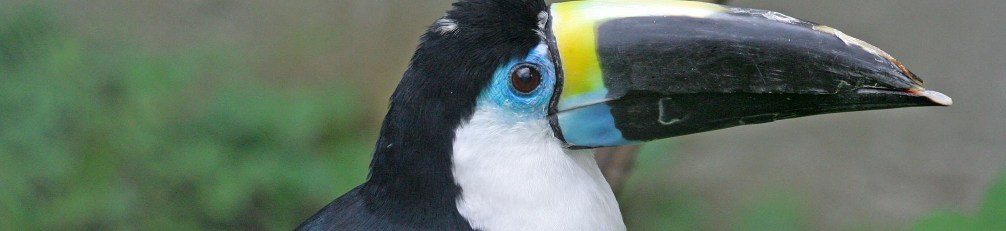 Study Abroad in Wildlife, Fish, and Conservation Biology, Header Image
