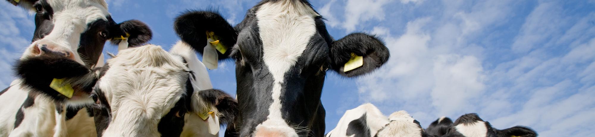 Header Image, Study Abroad in Animal Biology