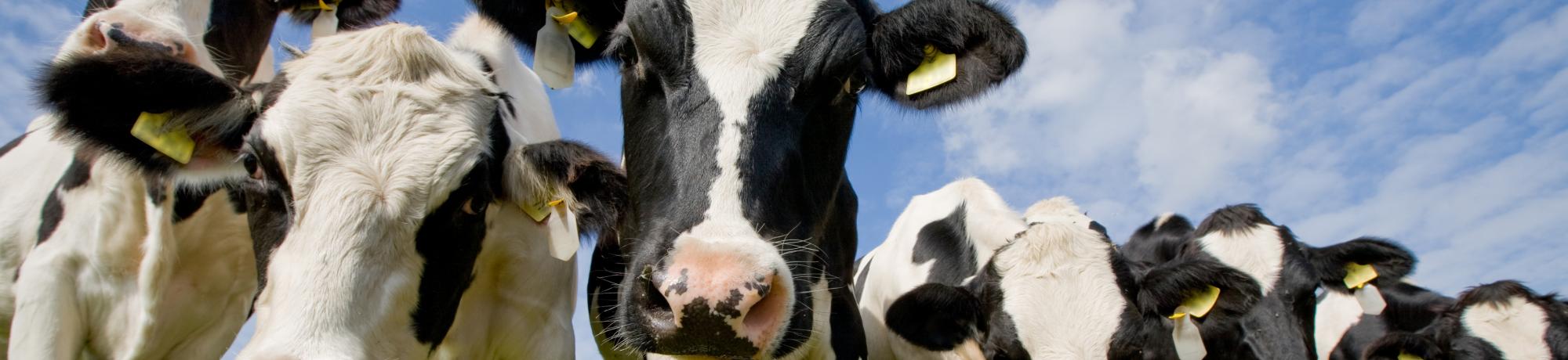Study Abroad in Animal Science, Header Image