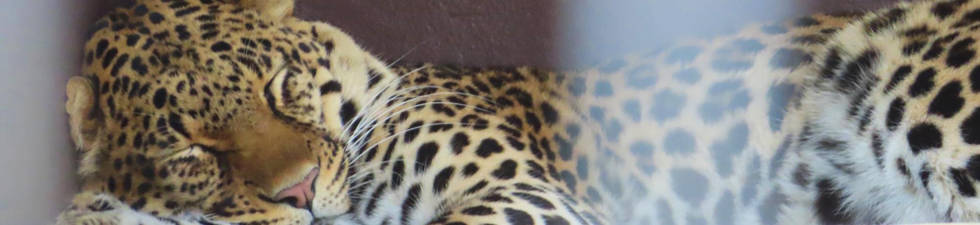 A close-up view of a leopard sleeping peacefully, its head resting on its front paws. The leopard's golden fur is covered in dark rosettes, with its face partially visible, eyes closed, and whiskers resting softly. The overall scene conveys a sense of calm and tranquility.