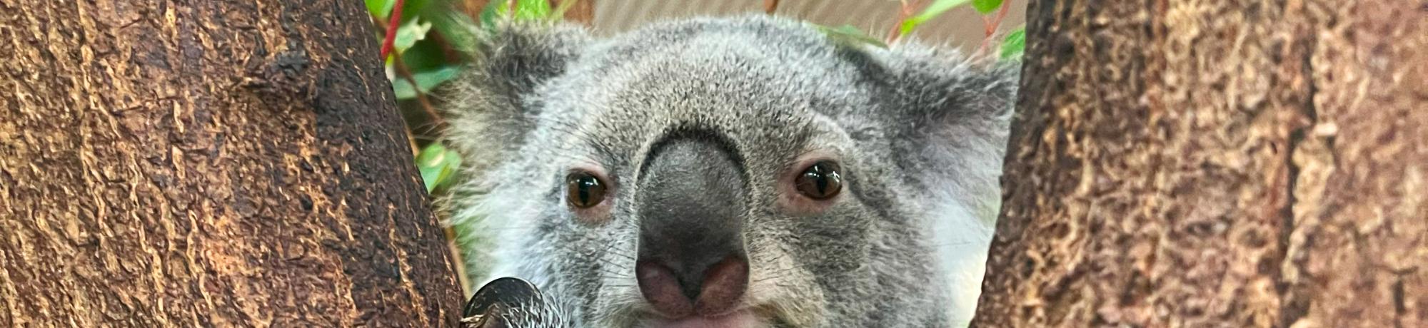 A close up photo of a koala between two tree trunks.
