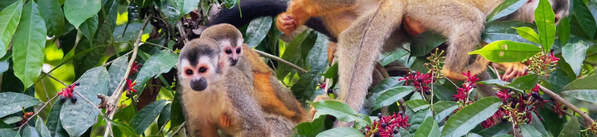 Image of monkeys in the wild.