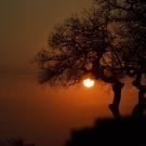 Sunset photograph with gnarled tree silhouette against orange sky